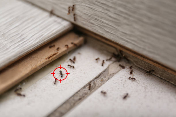 Best Emergency Pest Control  in Bayshe, OR