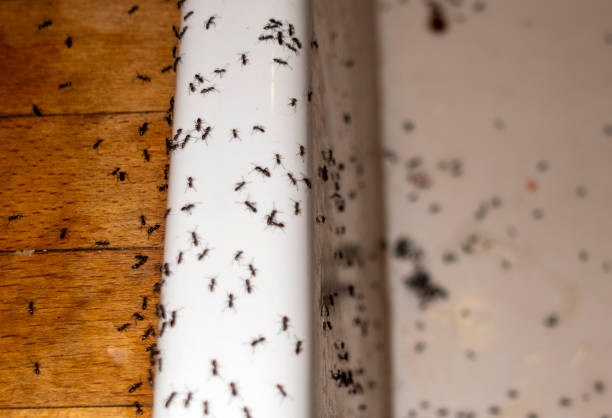 Best Ant Control Services  in Bayshe, OR